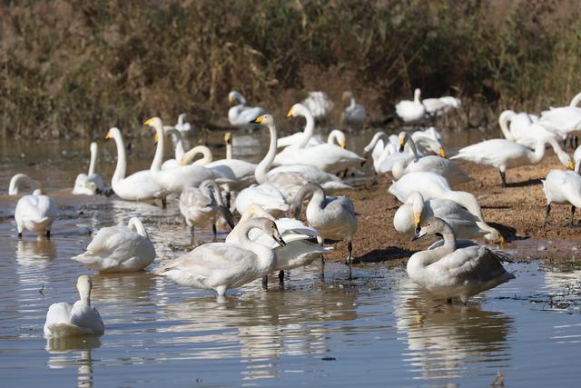 天鹅湖景区三门峡，三门峡天鹅湖国家湿地公园苍龙湖白天鹅