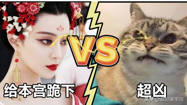 养猫的猫对人有什么好处，养猫的10个好处