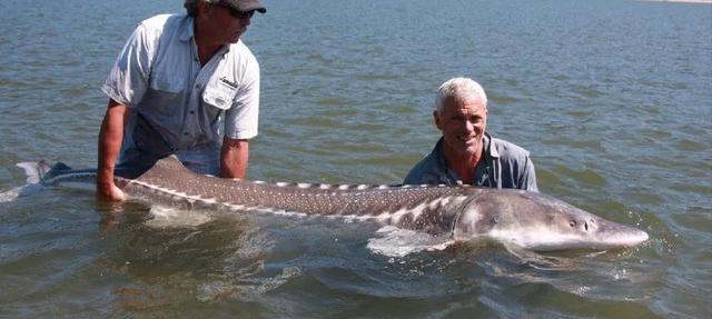 史上最大的淡水鱼类，湄公河捕获600斤黄貂鱼