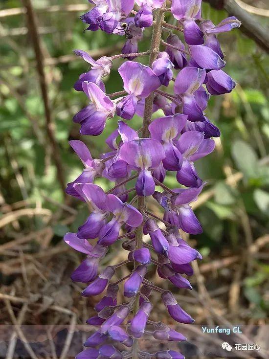 紫藤怎么养才能开花，不养一盆就太可惜了