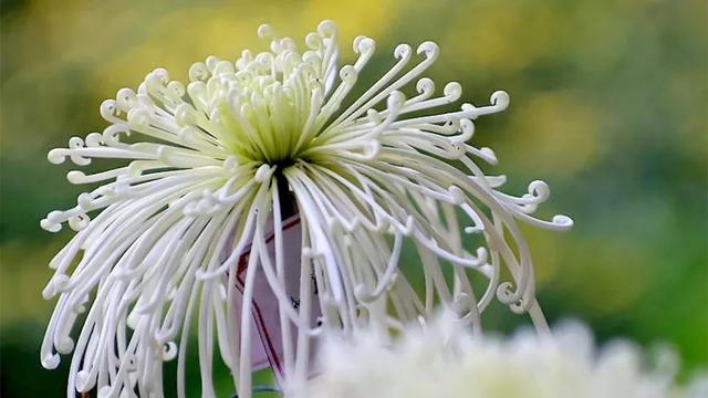 描写菊花的七绝，七绝两首吟《菊花》