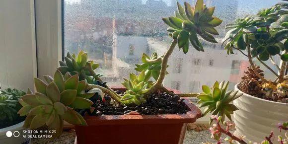 养着省心颜值高又爱长爆盆的多肉，这些多肉大普货