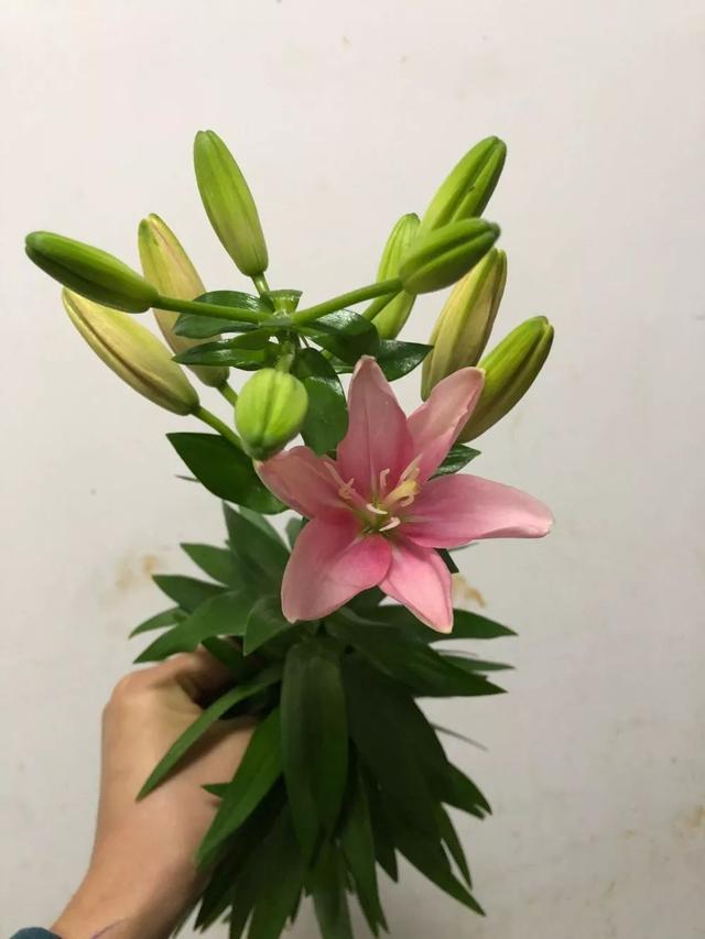 麝香百合开花后的养护，百合花期后的养护方法