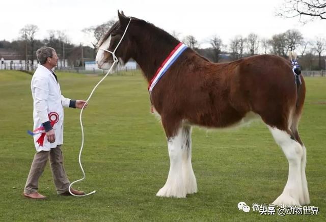 世界十大品种名马，世界上最强的五种马
