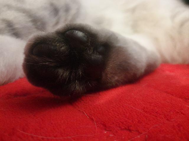 如何从猫咪的肉垫看出性格，猫咪的肉垫形状