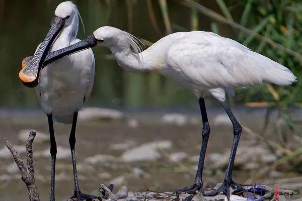 美国国鸟的品种，欧洲各国国鸟大全