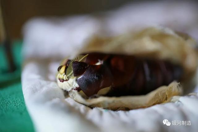 有哪些常见的飞蛾，自然记录蛾生一瞬