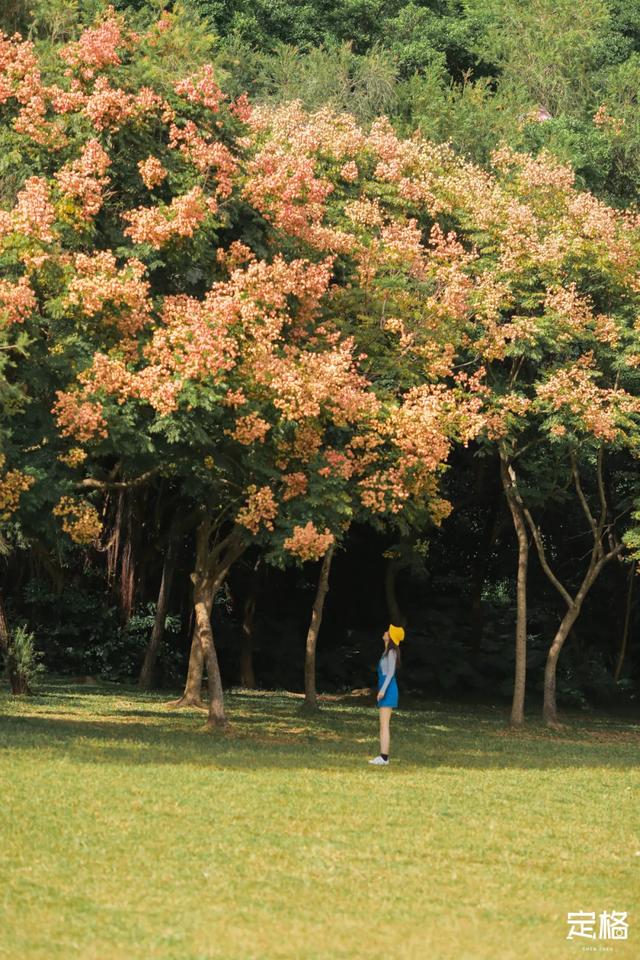 莲花山公园 网红打卡地，莲花山公园又红了