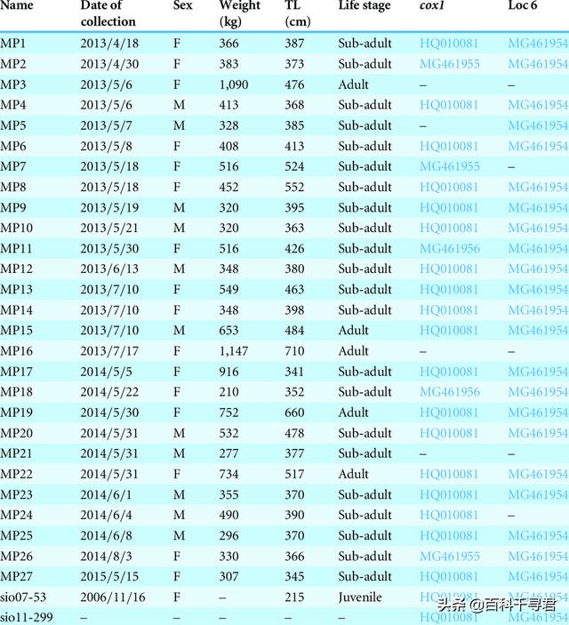 世上最大的淡水鲨，有史以来最大的十种鲨鱼