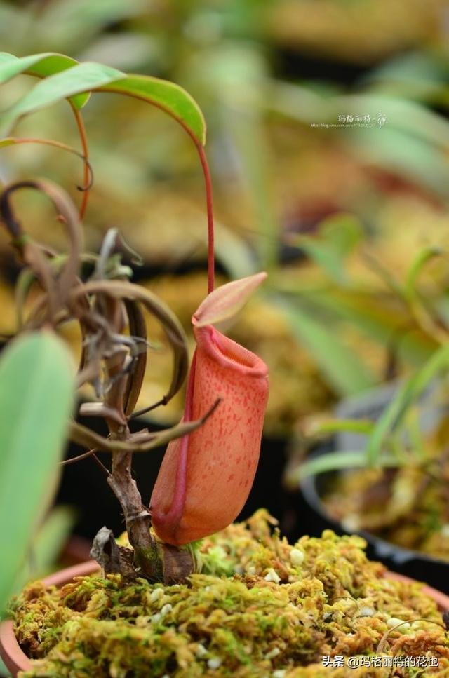 通向死亡的甜蜜诱惑，什么猪笼草是最好养（大量吸食它，可致人瘫痪、死亡）