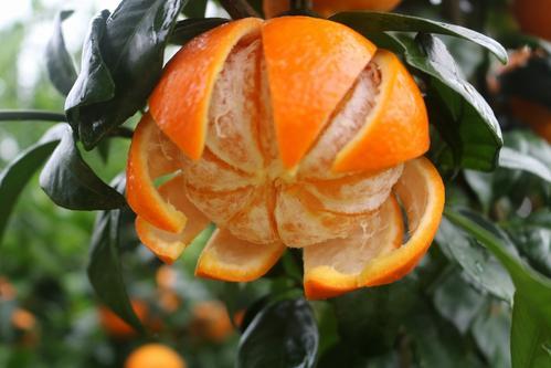 春天有哪些水果，适合春天吃的水果有哪些呢