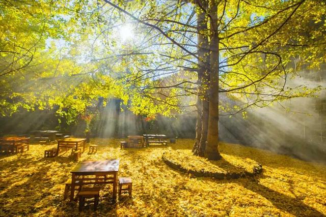 十一假期出游可畅玩银杏湖乐园，湖光山色风景迷人