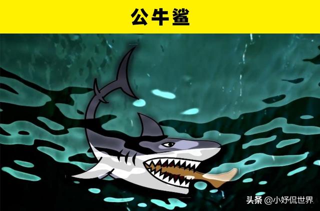 咬合力最强的动物，咬合力最强的12种动物（地球史上最强悍的生物——巨齿鲨）