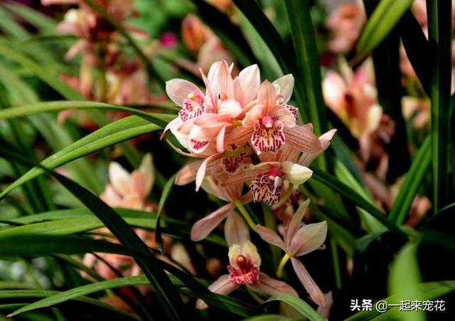 十种室内适合养的花，再喜欢也别养在卧室