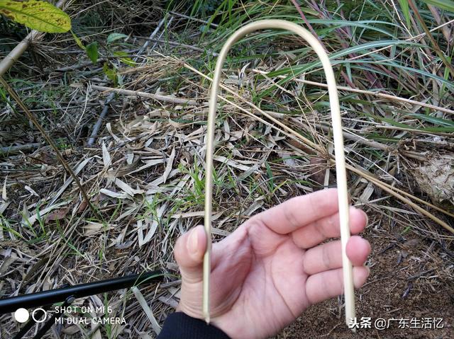 山鸡散养怎么建鸡舍，野外大山里套野山鸡