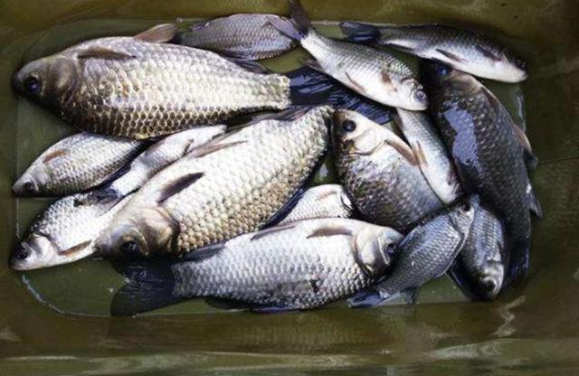 朝天钩野钓方法，传统钓二