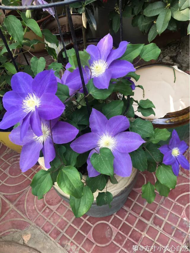 春夏秋冬四季什么花好看，这十种花几乎一年四季都开花