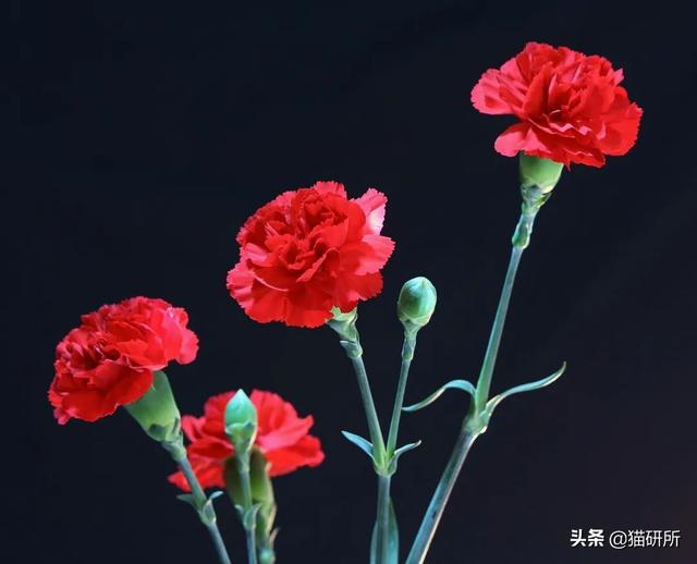 养猫可以养什么花，养猫需要买什么花