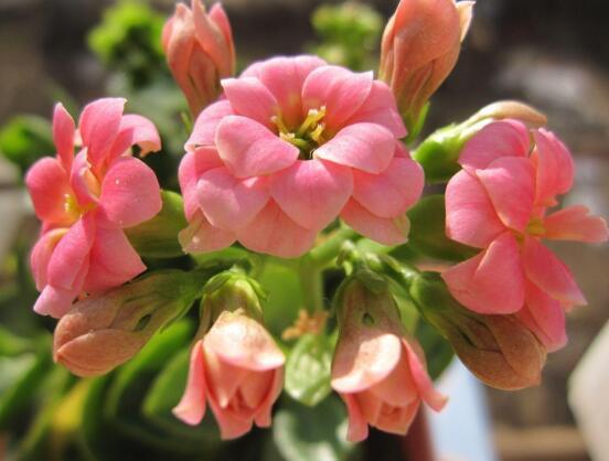 长寿花放卧室里养好吗，长寿花可以放入卧室养吗