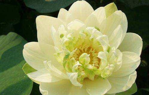 荷花最好看的品种是什么，这花最好看、最好养