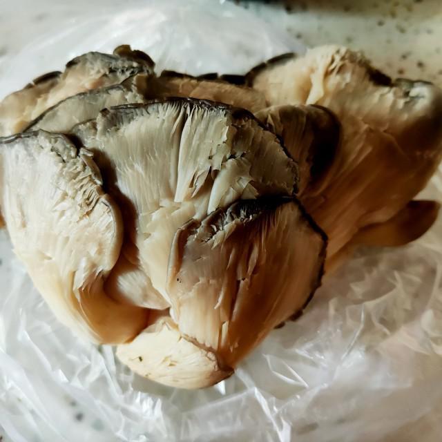 蘑菇炒肉怎么炒，10种蘑菇炒肉做法