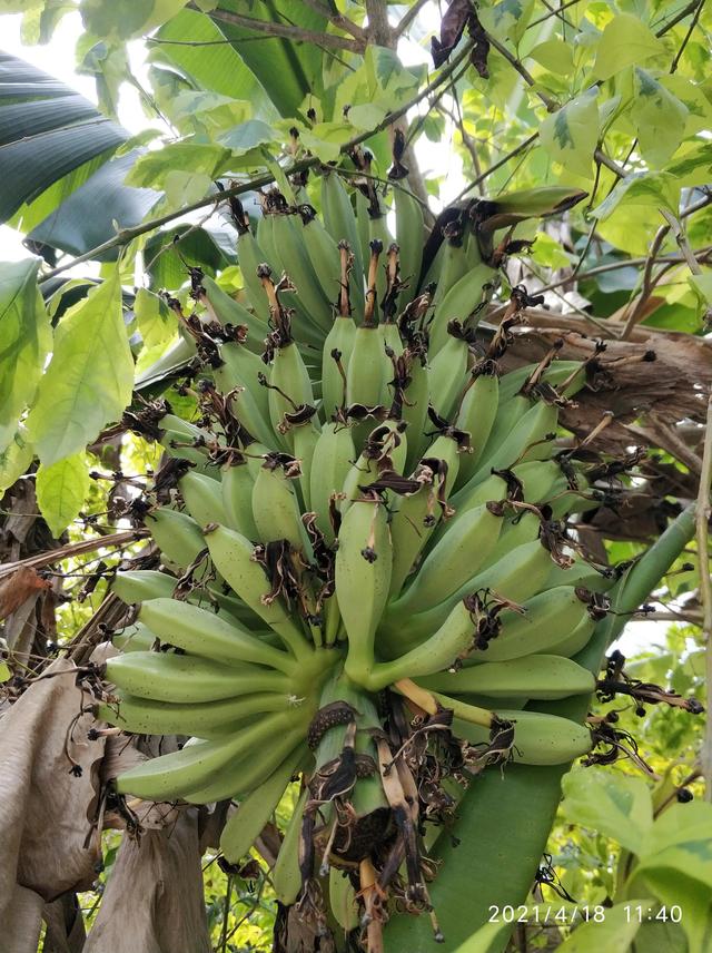 大王山森林公园，东莞大屏嶂森林公园官网