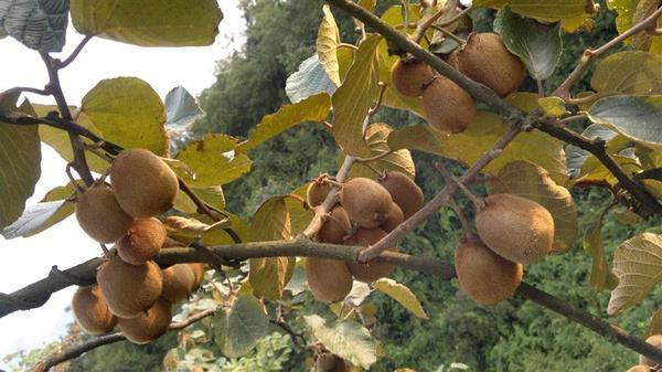 深山野生小猕猴桃怎么吃，资源县仿野生红心猕猴桃