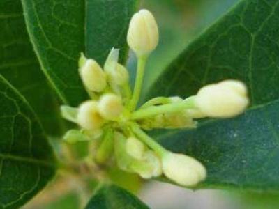 四季桂的养殖方法，四季桂大忌（按照这5点养护植株枝繁叶茂）