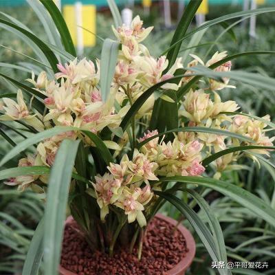 兰花不开花抓住2个，兰花怎么开花快速爆盆