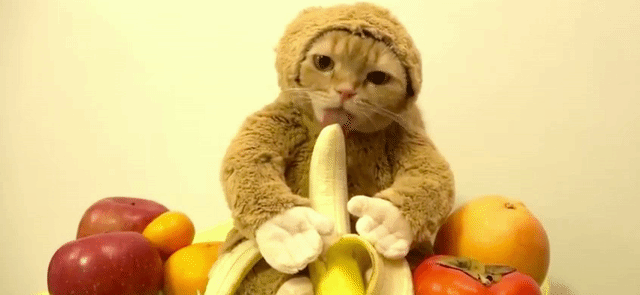 椰子里面的椰果怎么吃才好吃，椰子里面的球能吃吗怎么吃