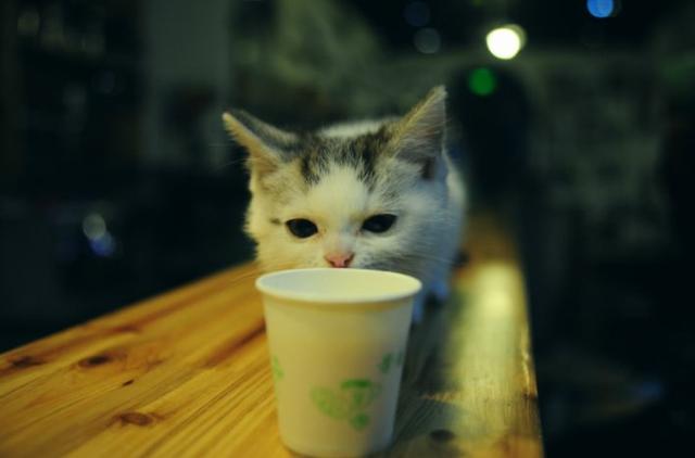 猫咪可以喝温水吗，猫咪能喝煮开的水吗（天冷了，猫咪也要多喝热水）
