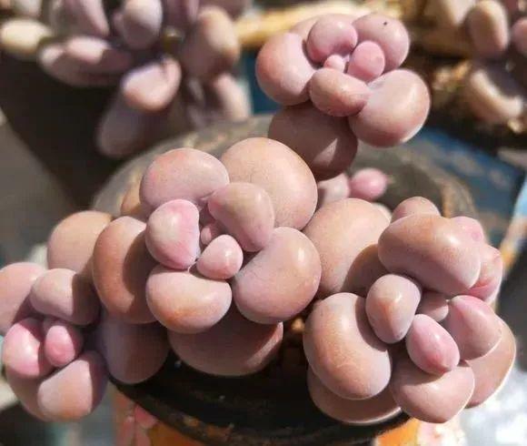 养着省心颜值高又爱长爆盆的多肉，这些多肉大普货