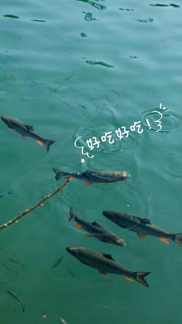 武夷山旅游九曲溪竹筏漂流好玩吗，武夷山必打卡体验