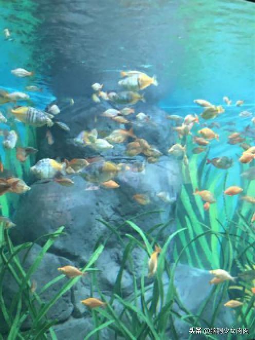 上海海洋水族馆，上海海洋水族馆简介（上海海洋水族馆之旅暨神奇鱼类在哪里）