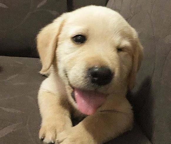 教我如何养好拉布拉多，原来养拉布拉多有这么多好处