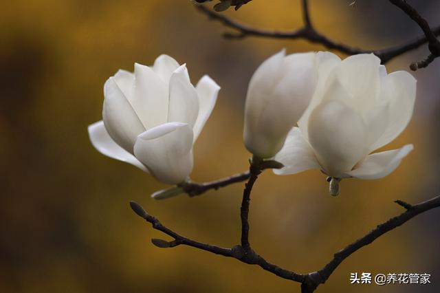 美丽漂亮的白玉兰，分享图片——最漂亮的玉兰花集