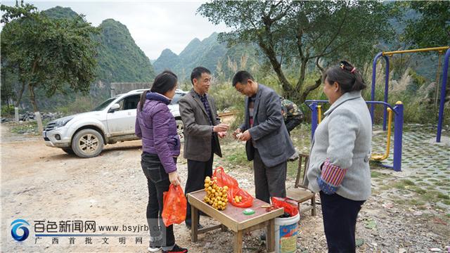 枇杷果种植产量及前景，广西凌云大果枇杷上市