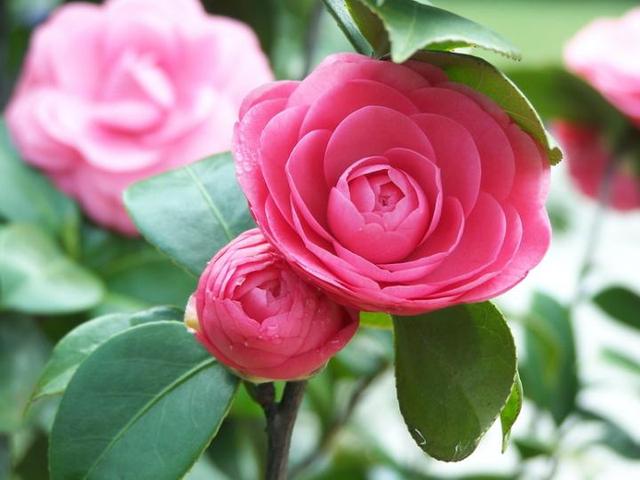 茶花怎么浇水可以让花开得更好，不掉叶、开花多、长得壮