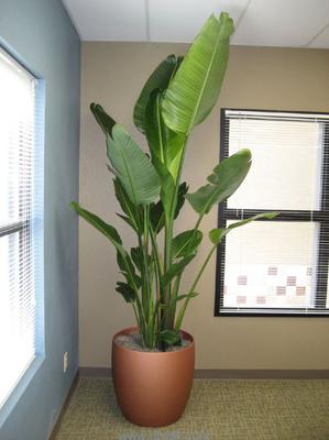 分享3点养护天堂鸟的干货方法，天堂鸟植物怎么养