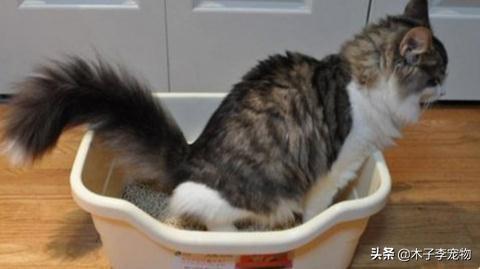 猫的应激反应会怎样，猫咪受到的危害有哪些