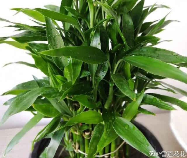 观叶植物的室内摆放，家里盆栽摆放有讲究