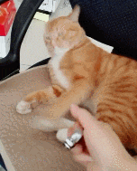 猫咪指甲怎么剪，剪猫咪指甲的正确方法（猫剪指甲技巧）