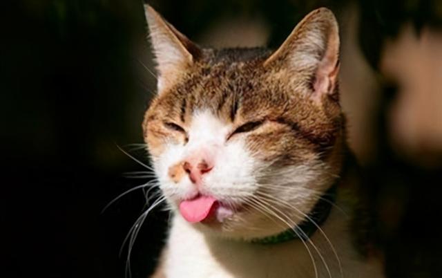 猫咪呕吐怎么办，猫咪呕吐的时候该怎么办（猫咪呕吐是什么原因）