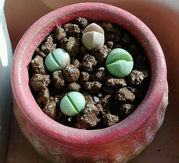 养着省心颜值高又爱长爆盆的多肉，这些多肉大普货