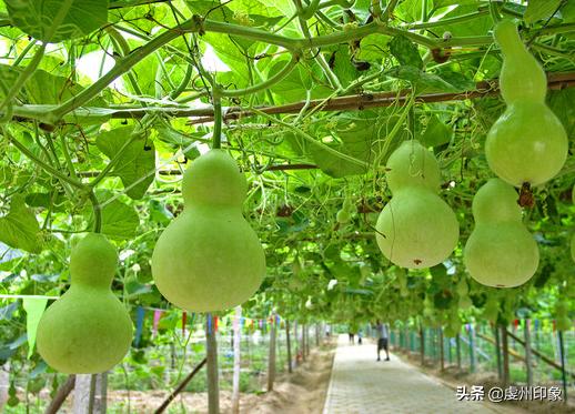 河北老瓜瓢是什么样子的，珍贵的“野果”