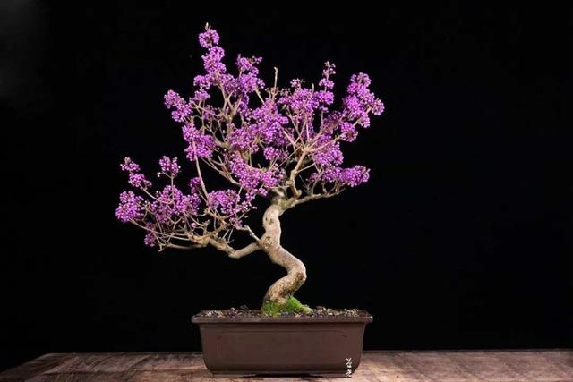 8种天然盆景大全，18个·高颜值盆景，太惊艳了