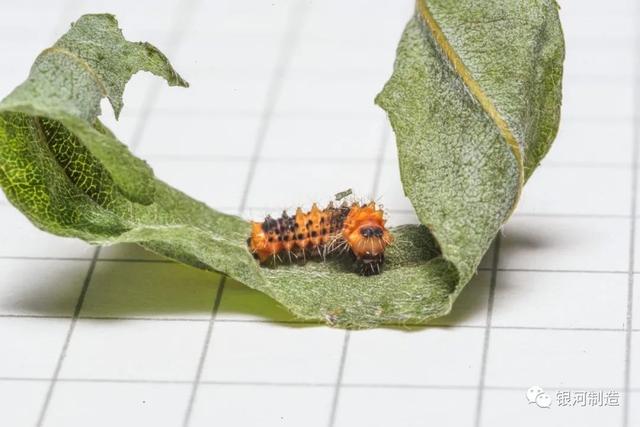 有哪些常见的飞蛾，自然记录蛾生一瞬