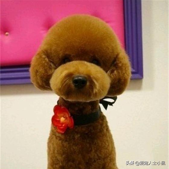 糖尿病狗拉稀(糖尿病狗拉稀吃什么药)