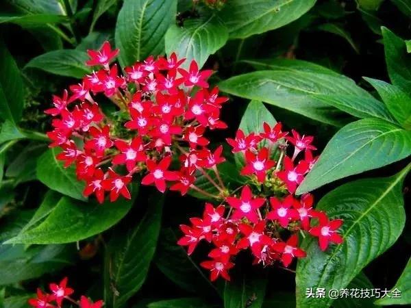 四季开花的花卉，十种四季开花的花卉有哪些（俏丽多姿的花卉）