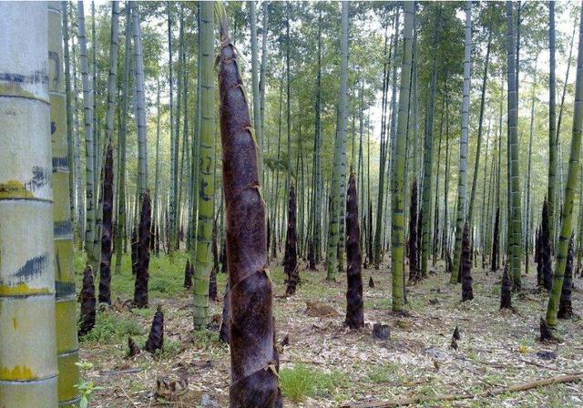 毛竹林优质丰产培育技术，毛竹林种植新消息